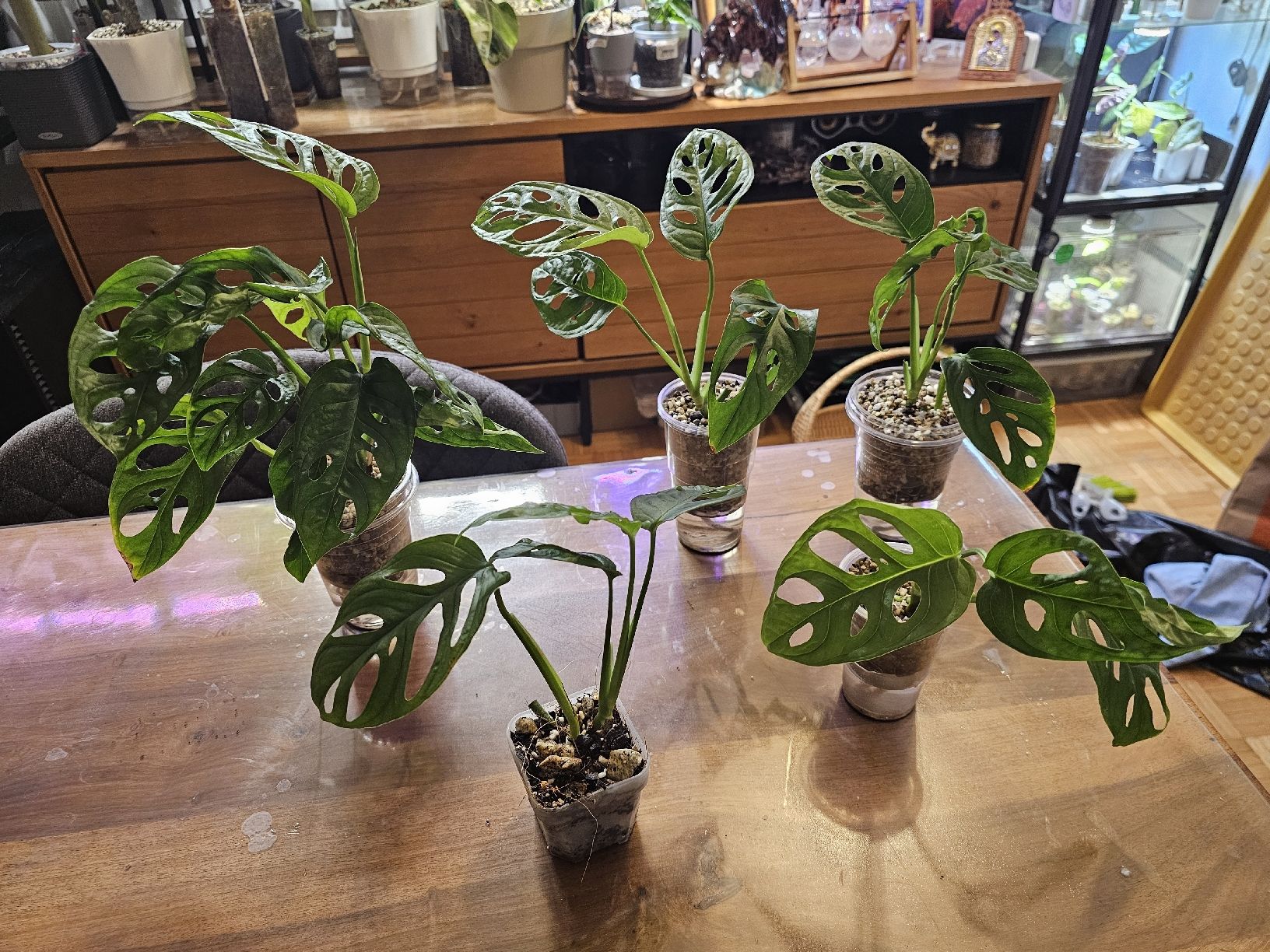 Piante & sementi: Monstera Adansonii Jungpflanze – Nuovo (secondo la descrizione) da Utzenstorf venduto da Dac_mk