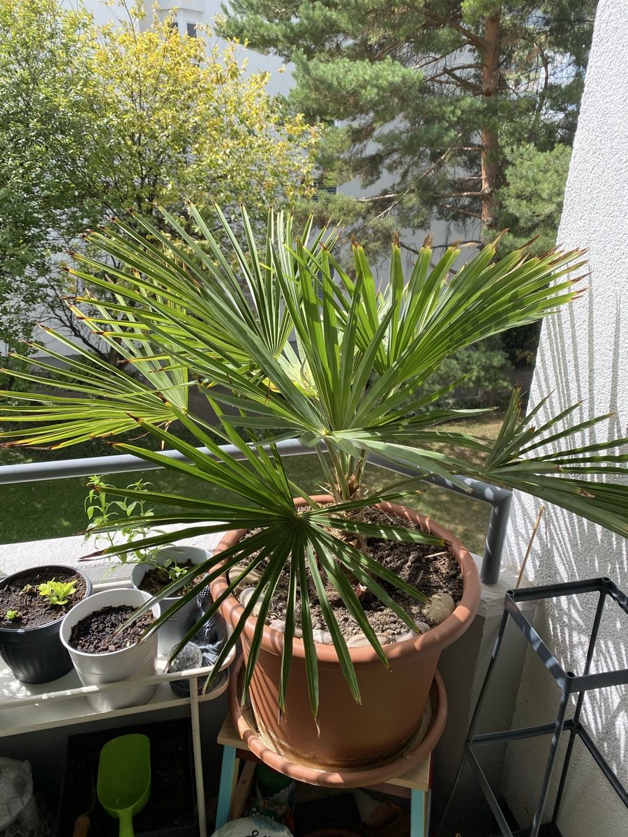 Piante & sementi: wunderschöne Palme ca. 90 cm hoch inkl. Topf – Usato da Sargans venduto da sel85 8