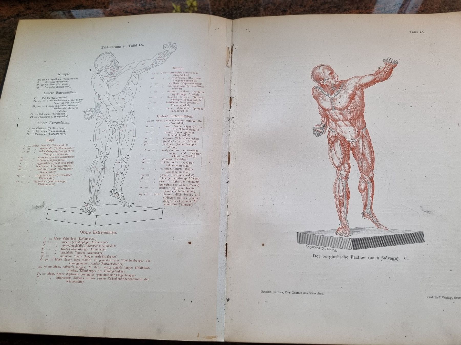Libri: Die Gestalt des Menschen 1905 – Usato da Trachslau venduto da post35 7