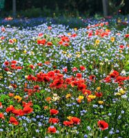 Ab 12.- fr 100 Samen Mix Wildblumen Wiese FLEURS DE PRAIRI