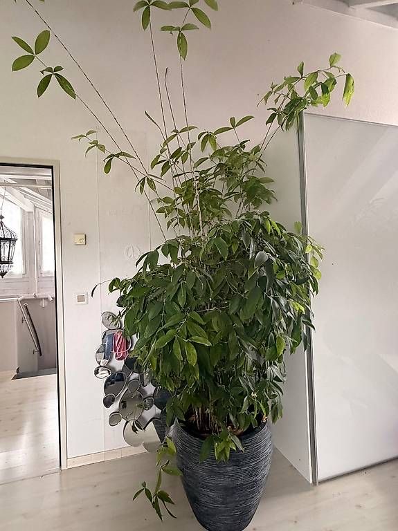 Piante & sementi: Zimmerpflanze gross – Usato da Embrach venduto da gaby004 1
