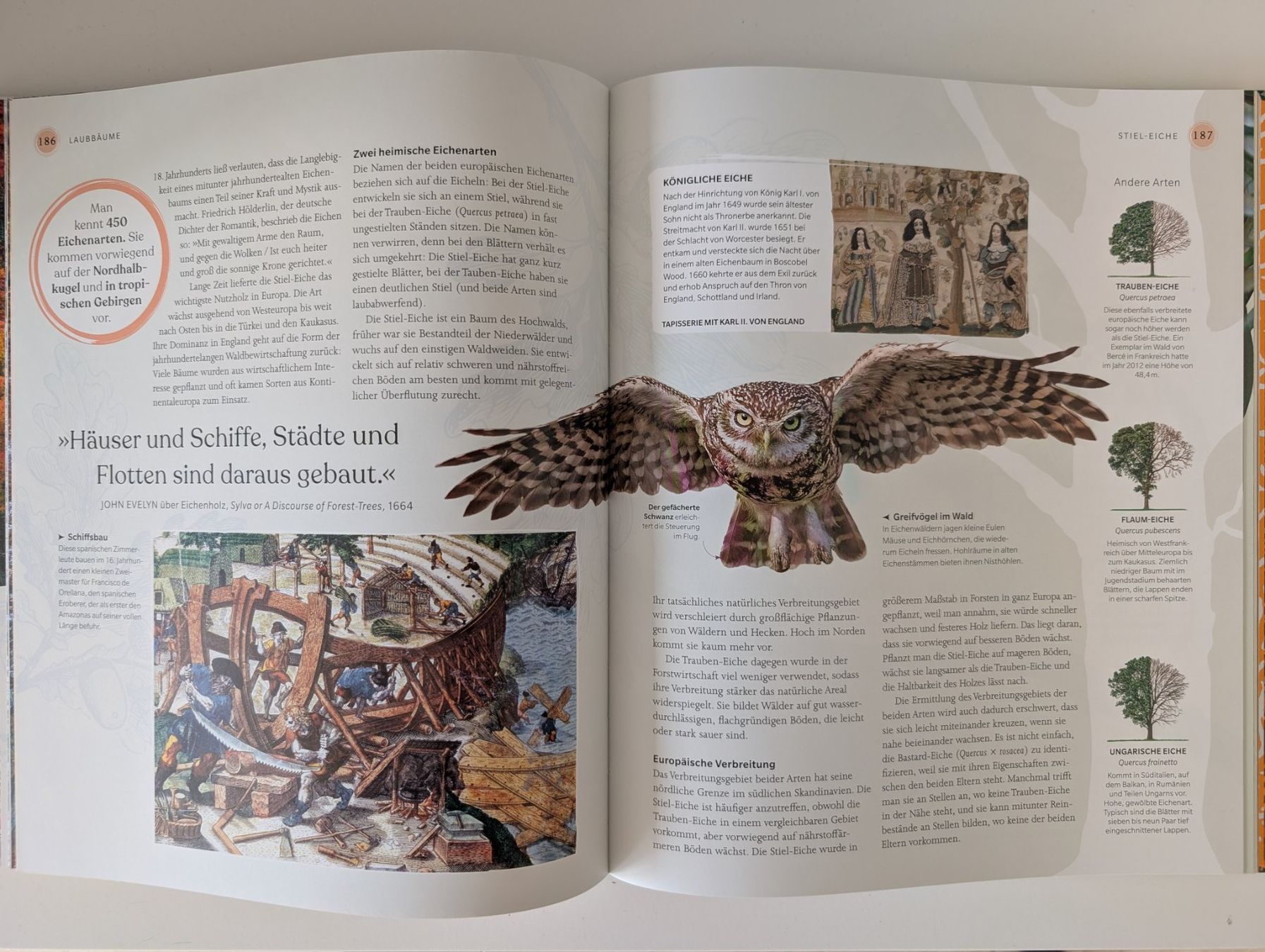 Libri: Bäume - Eine Natur- und Kulturgeschichte – Usato da Dübendorf venduto da FIREANDICE_G60 3