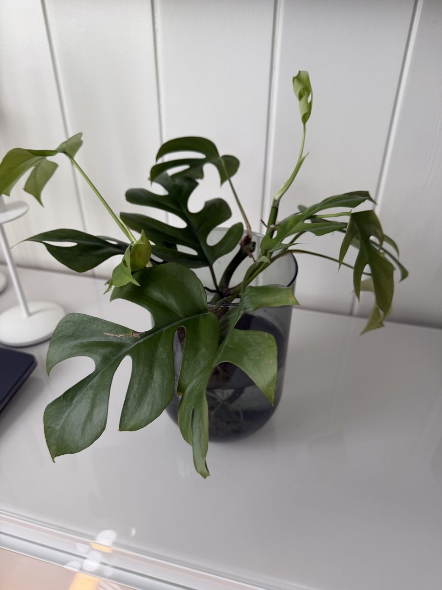 Piante & sementi: Monstera Ableger – Usato da Gunten venduto da starfish3 5