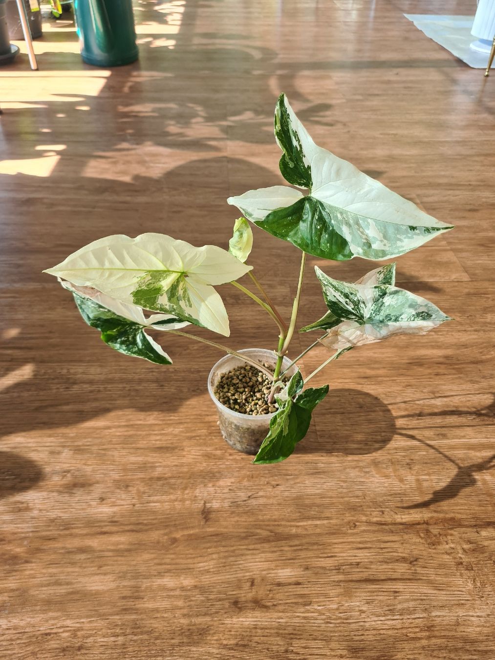 Piante & sementi: Syngonium Variegata – Usato da Endingen venduto da ale_jjv2