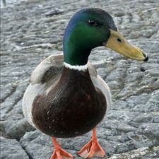 Profile image of NelyBird