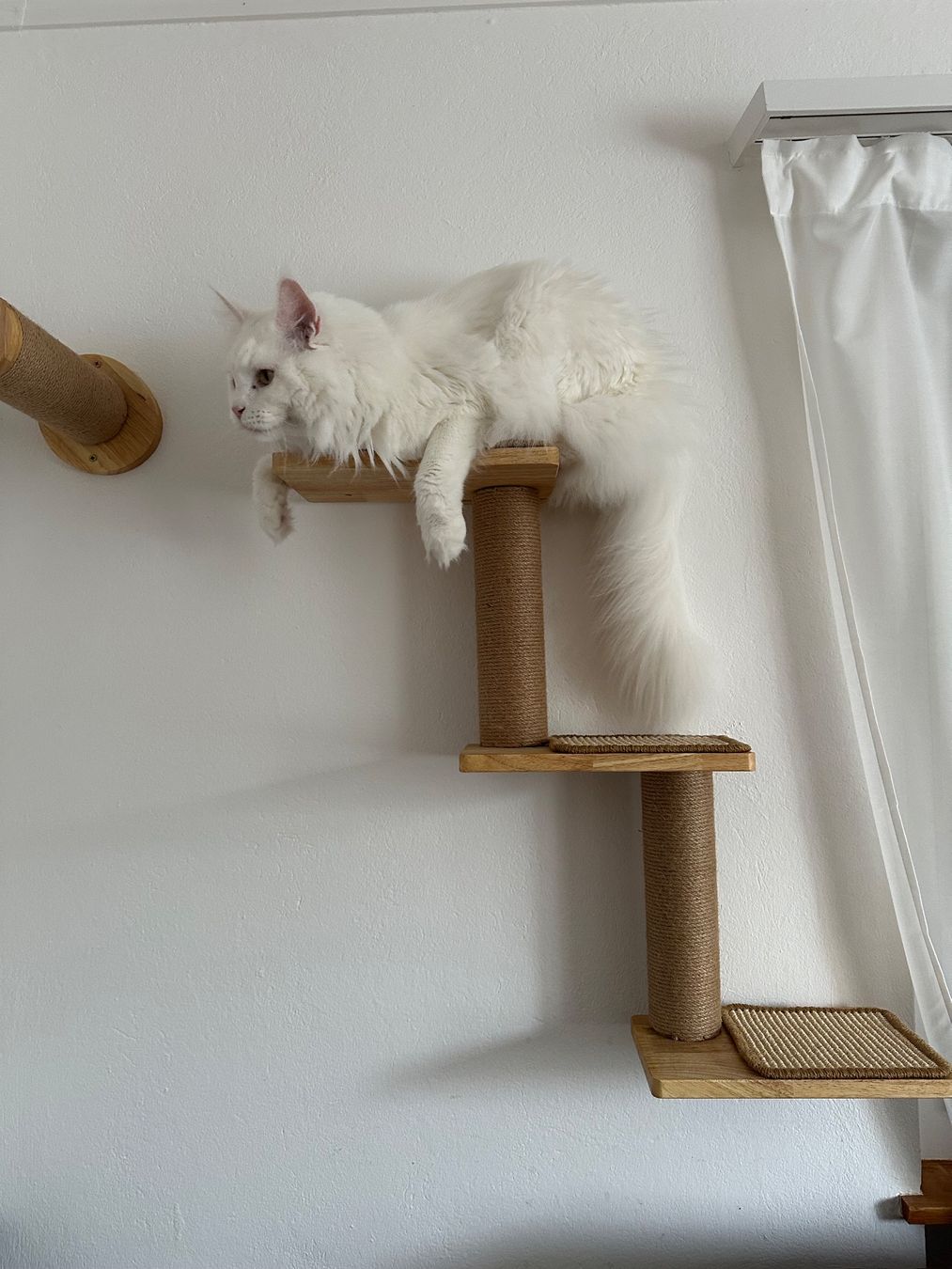 Tiragraffi: Katzenwand FUKUMARU – Usato da Müntschemier venduto da Dodo4506 3