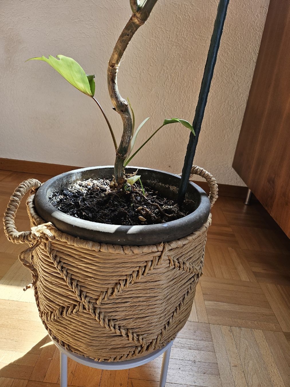 Piante & sementi: Philodendron pedatum XXL ca. 2.5 m  Eichenblatt Philodendron – Usato da Vinelz venduto da sonnenmond77 1