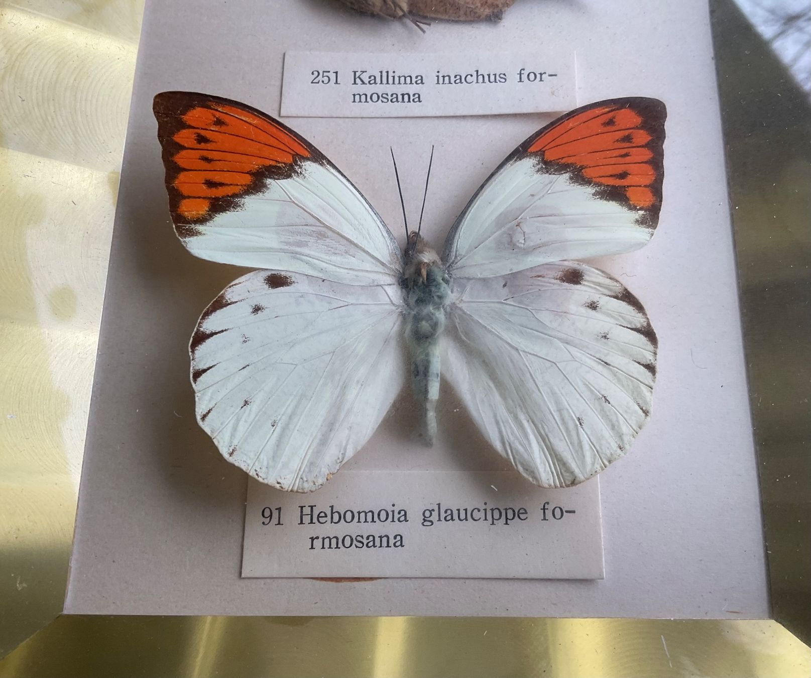 Poster & Bilder: SCHÖNES CHIN. BILD MIT ECHTEN SCHMETTERLINGEN – Gebraucht aus Adlikon b.Regensdorf von Crystaldragon09 3