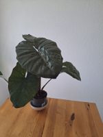 Alocasia Yucanta Princess rhizome