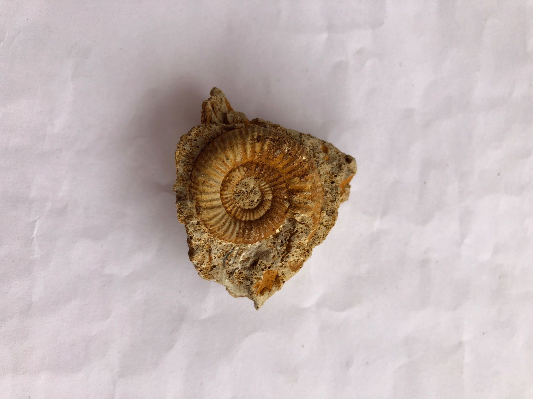 Fossili: Fossilien Ammonit auf Gestein – Usato da buch am irchel venduto da Hildoceras 1