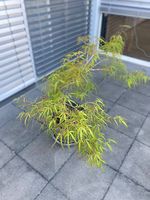Ahorn Koto-no-ito - Rarität für Liebhaber