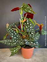 Begonia Maculata - Polka Dot 40x40cm Sammlerpflanze