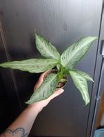 Dieffenbachia Snow
