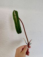 Philodendron Billietiae | Top Cutting