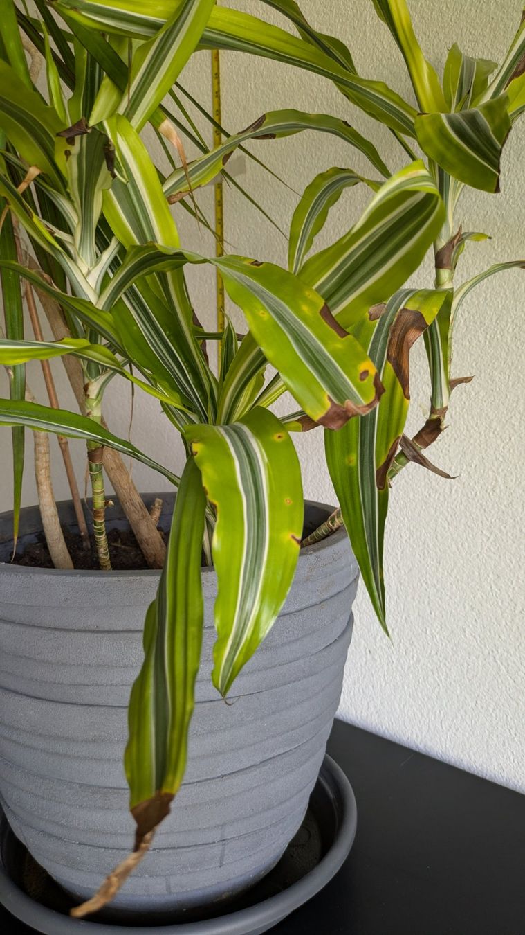 Piante & sementi: Grosser Drachenbaum Dracaena mit grauem Topf – Usato da Bremgarten b. Bern venduto da oll_8gnq 4