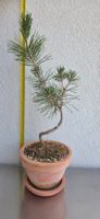 Bonsai, Japanische Schwarzkiefer, Jungpflanze