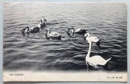 Les Cygnes