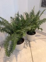2x IKEA Kunstpflanzen inkl. Töpfe
