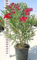 Oleander rot 35 L Topf Höhe 145 cm