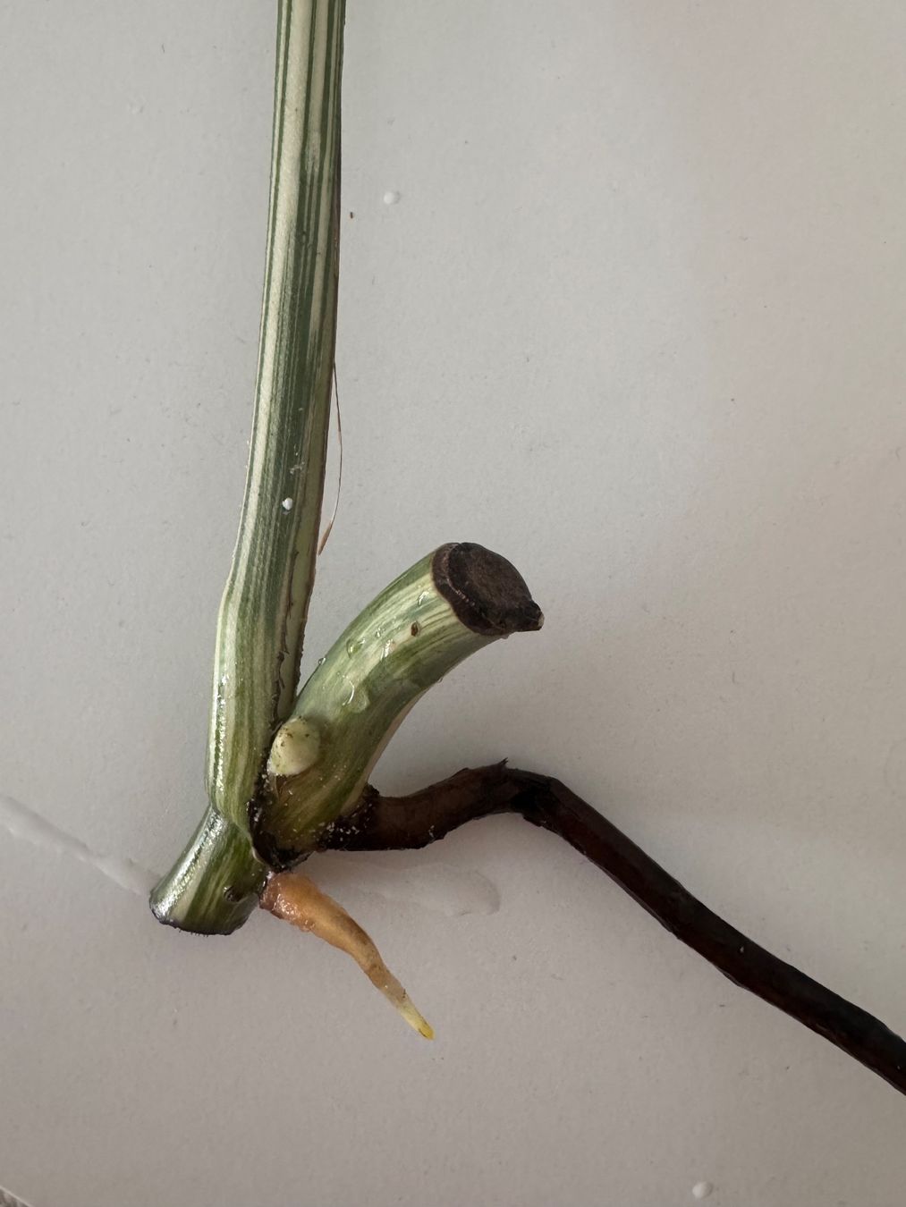 Piante & sementi: Monstera Variegata Steckling – Usato da Benglen venduto da Maune 2