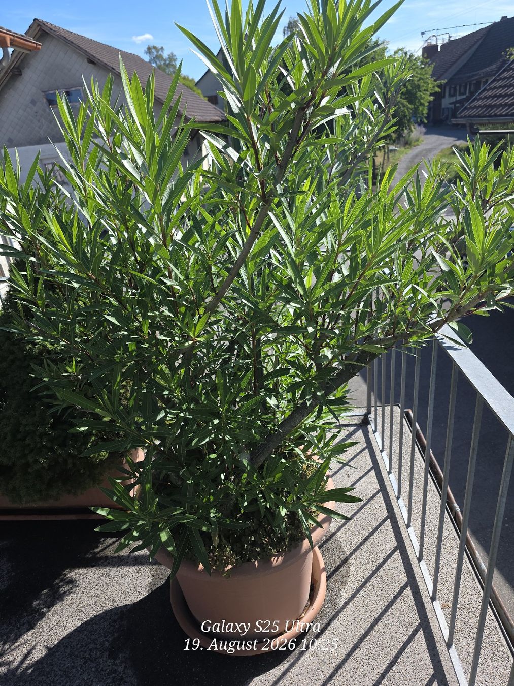Plantes & graines: Sehr Käfiger Oleander – D'occasion à Sonterswil par 1234ralf 1