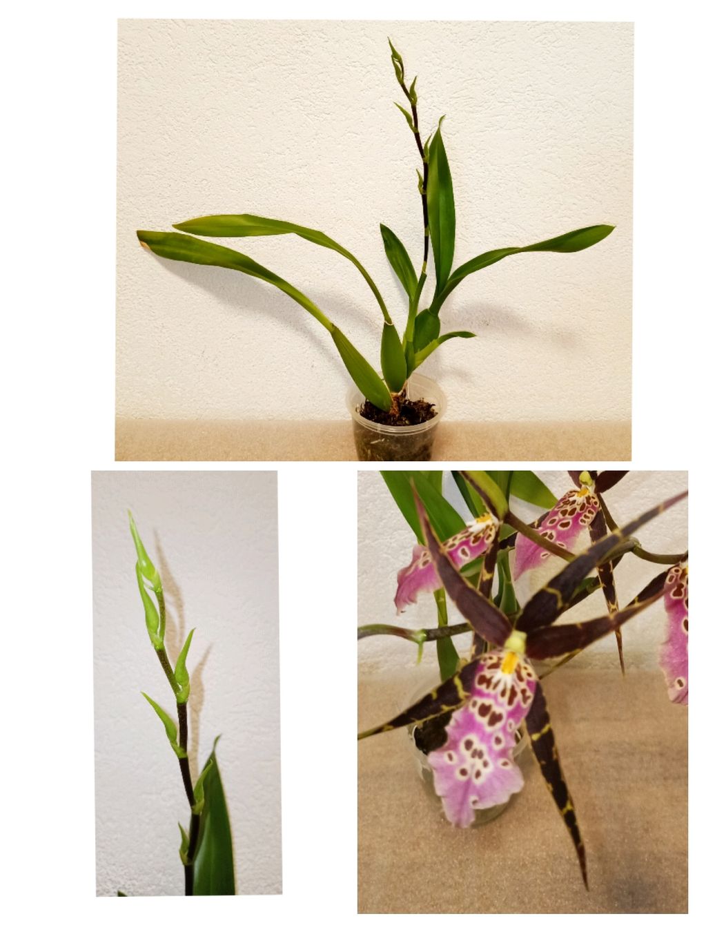Pflanzen & Samen: Multi hybride – Neu (gemäss Beschreibung) aus schöftland von UniquePlants