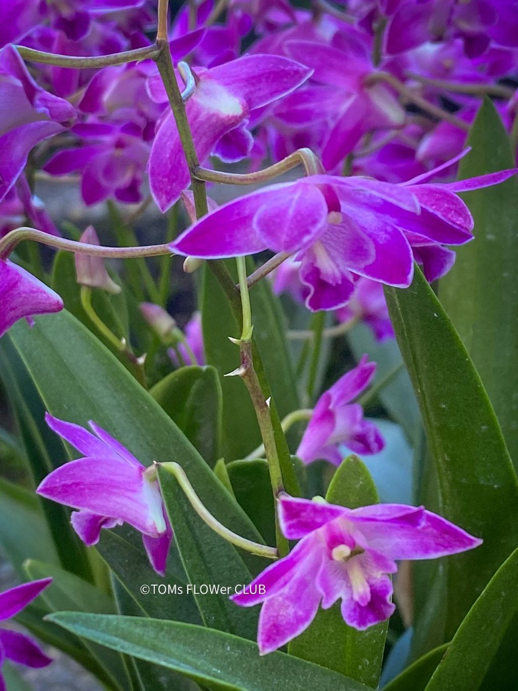 Piante & sementi: Dendrobium Kingianum - żart duftende Orchidee – Nuovo e nell'imballaggio originale da Adliswil venduto da astom369