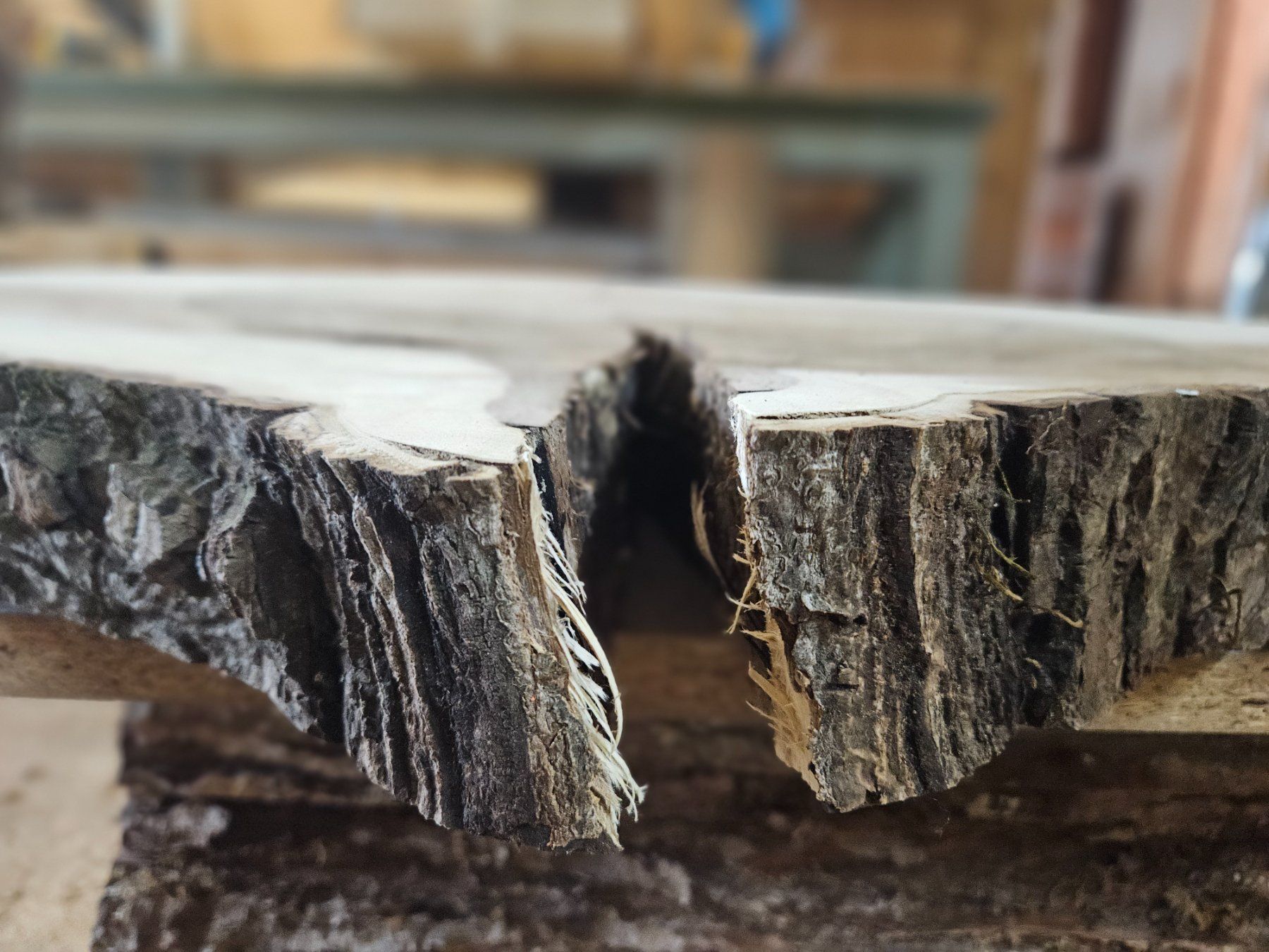 Holzartikel: Nussbaum Holz Baumscheibe – Neu (gemäss Beschreibung) aus Schangnau von egli6.2 5