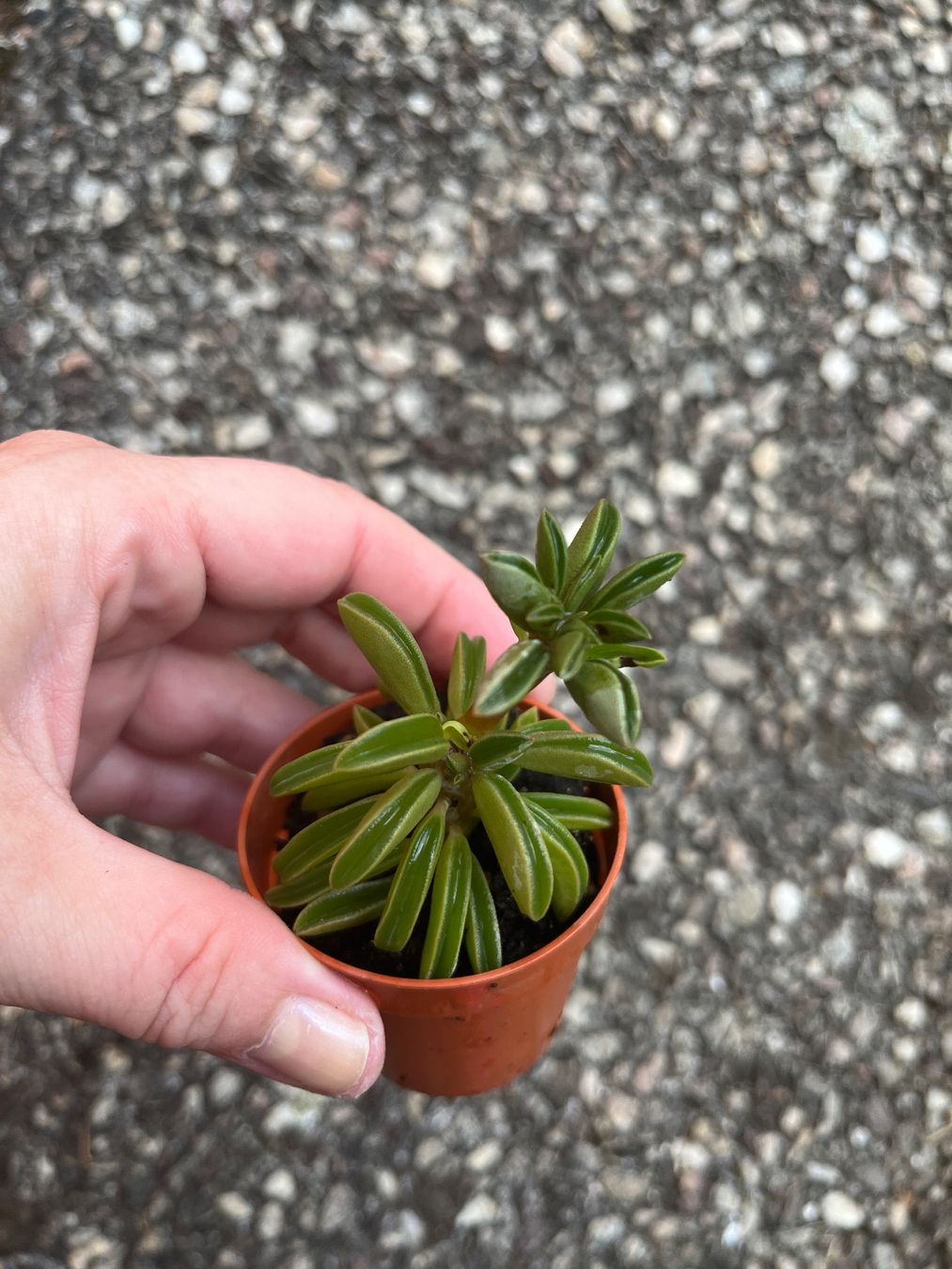 Piante & sementi: Lot 5 plantes succulentes cactus – Usato da Porrentruy venduto da Madamebovary 2
