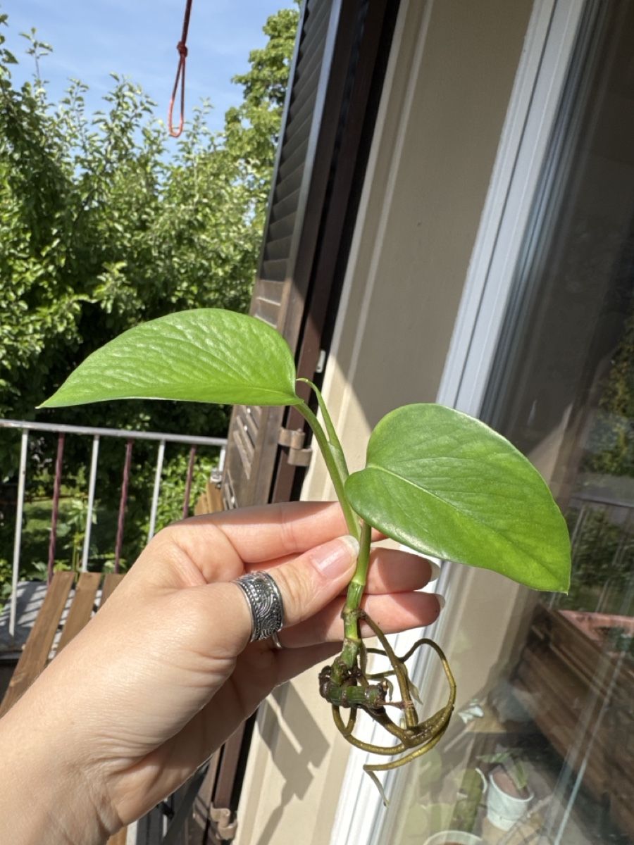 Piante & sementi: Epipremnum Marble Queen Vergrünt – Usato da Villnachern venduto da Lommy