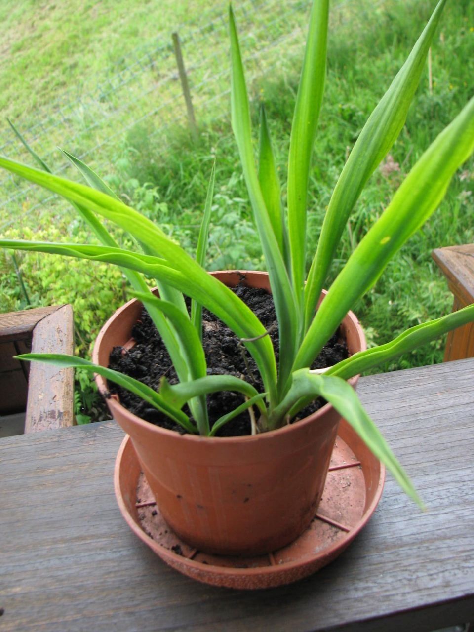 Pflanzen & Samen: Yucca - Jungpflanze – Gebraucht aus Krattigen von markus63 1
