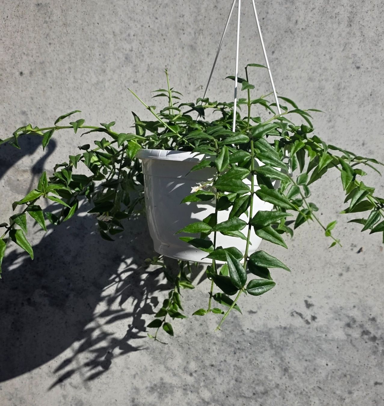 Plantes & graines: Hoya Bella – Neuf (Voir description) à St.Erhard par Plumilandschweiz 1