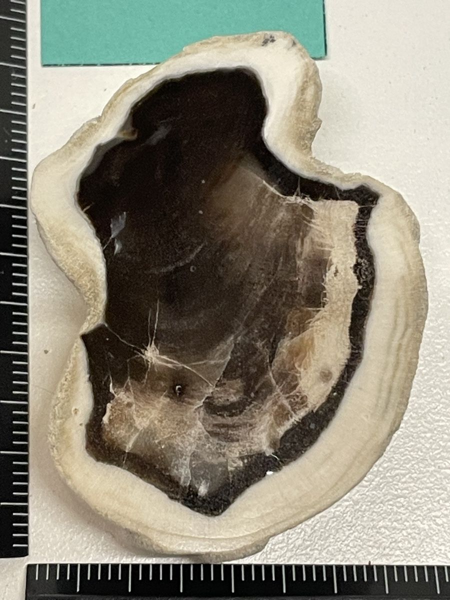 Minerali & Pietre curative: Heilstein / versteinertes Holz / Edelstein – Usato da Rümlang venduto da euqinom16 1