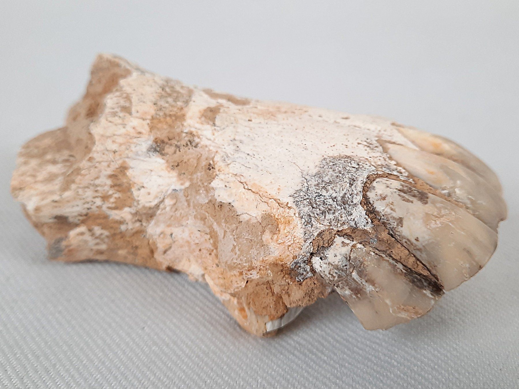 Fossili: Diverse Fossilien – Usato da Beinwil am See venduto da Restwert_Beinwil 5