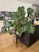 Monstera Deliciosa in Lechuza pot with stand