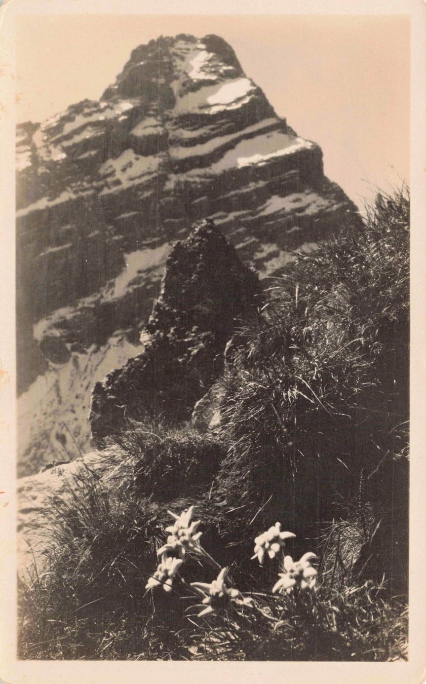 Cartoline postali: Alpenrosengebirge edelweiss – Usato da Biasca venduto da Blenio71