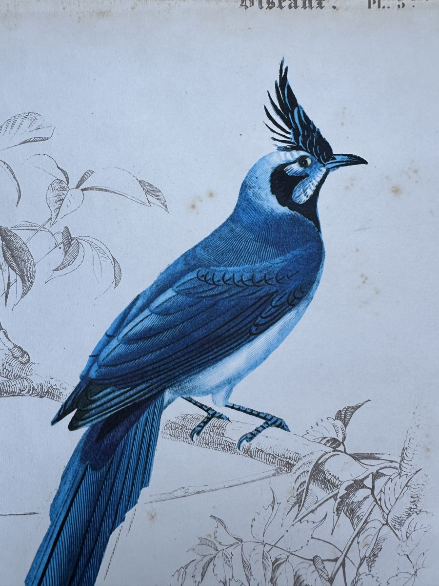Grafica & Litografie: alte Vogel illustration - Charles d‘Orbigny – Usato da Zürich venduto da frauflufelberg 5