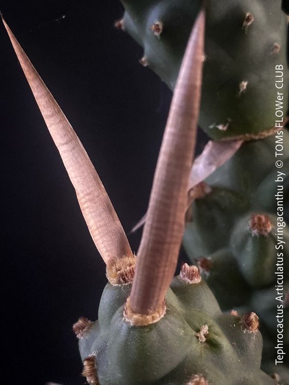 Tephrocactus Articulatus Syringacanthu - Kakteen-Schönheit (Neu (gemäss ...