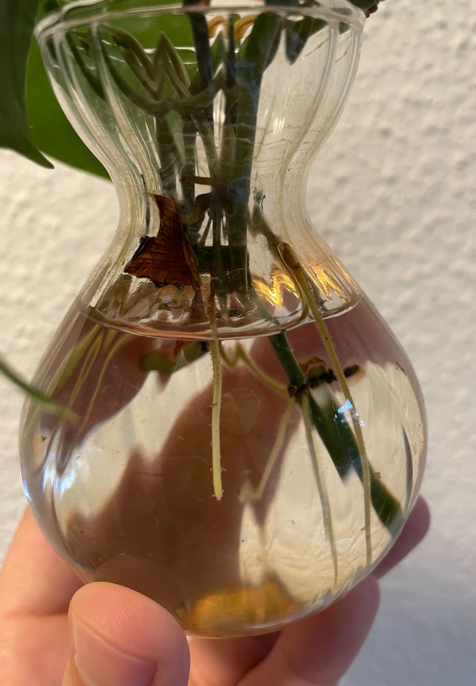 Plantes & graines: Efeutute Stecklinge – D'occasion à Zürich par mar_xfn9 2