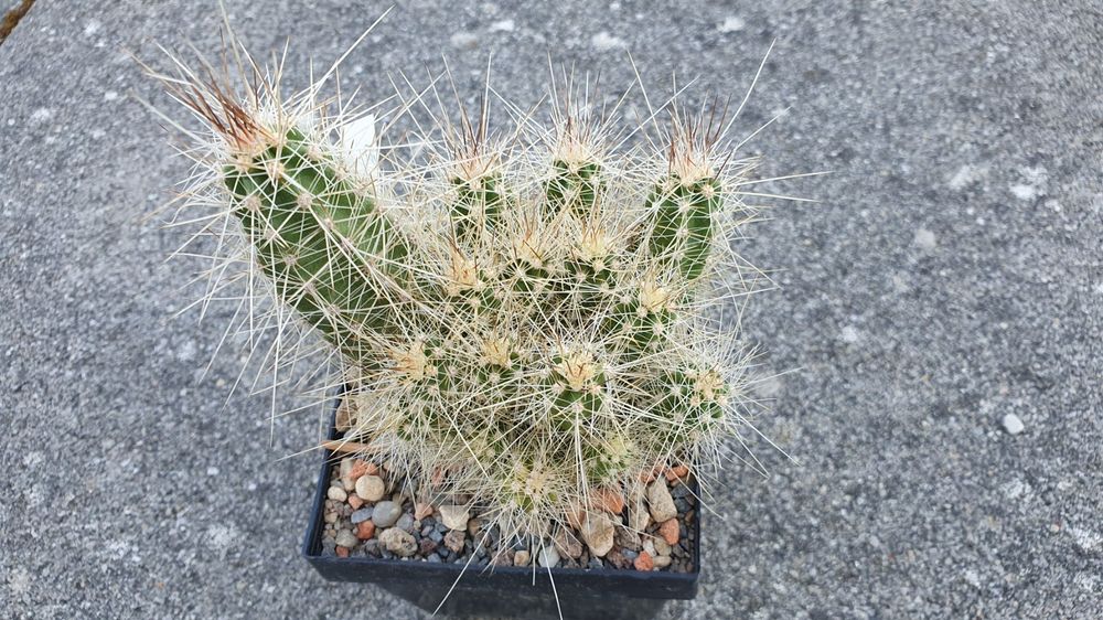 Echinocereus parkeri ssp. gonzalezii 1375 Kaufen auf Ricardo