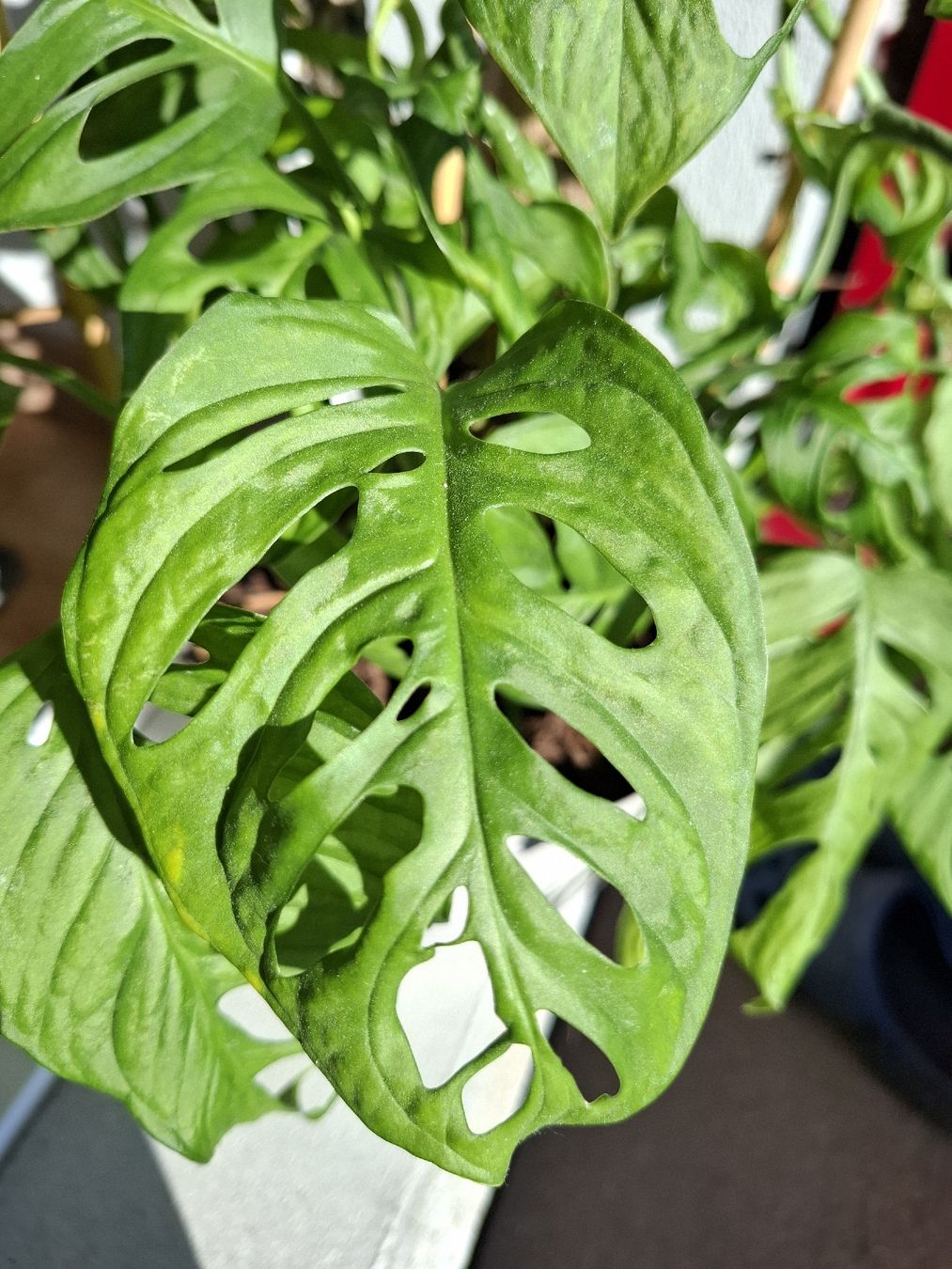 Piante & sementi: Monsterea adansonii – Usato da Zeihen venduto da P_B4 2