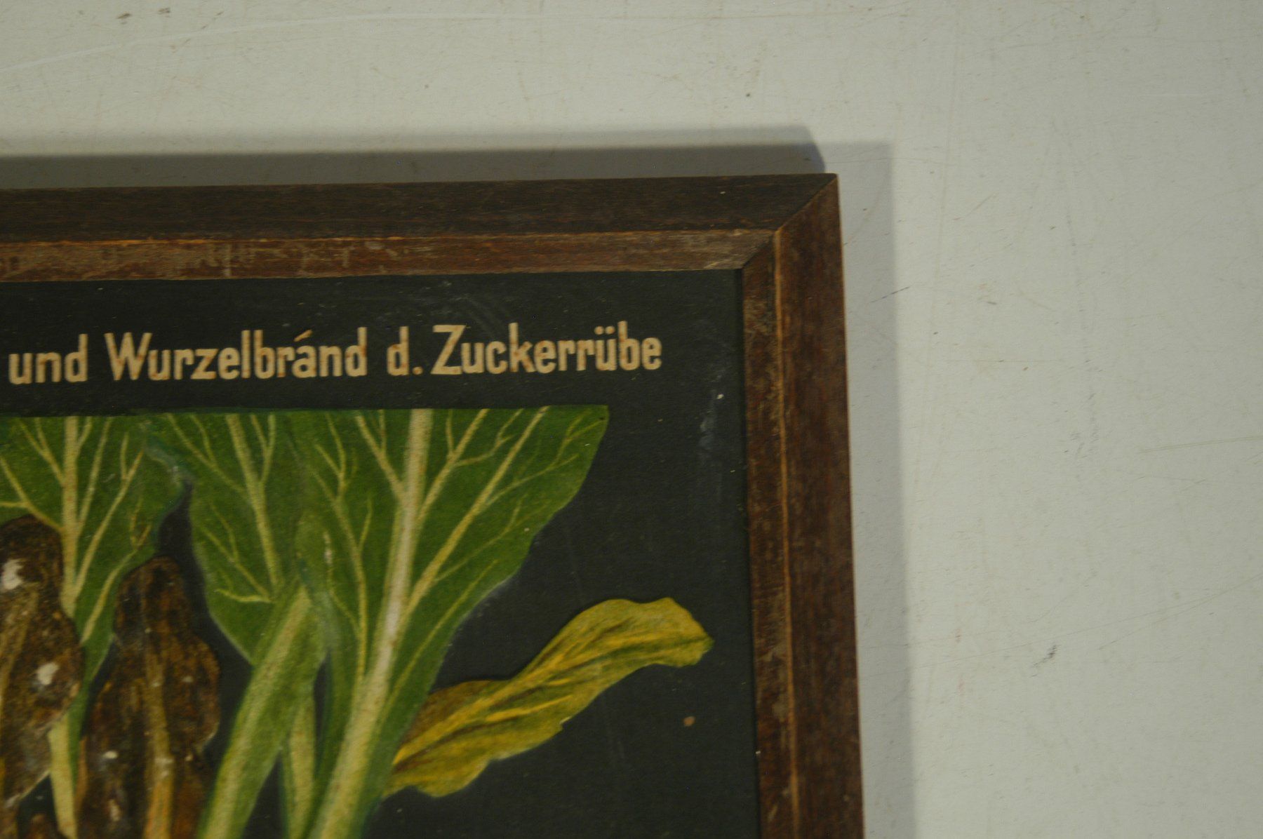 Foto & Immagini: Zuckerrübe Wurzelbrand Modell Relief – Usato da Herisau venduto da Wisen 2