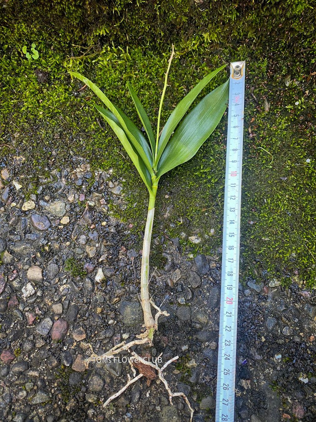 Piante & sementi: Dendrobium Kingianum - żart duftende Orchidee – Nuovo e nell'imballaggio originale da Adliswil venduto da astom369 9
