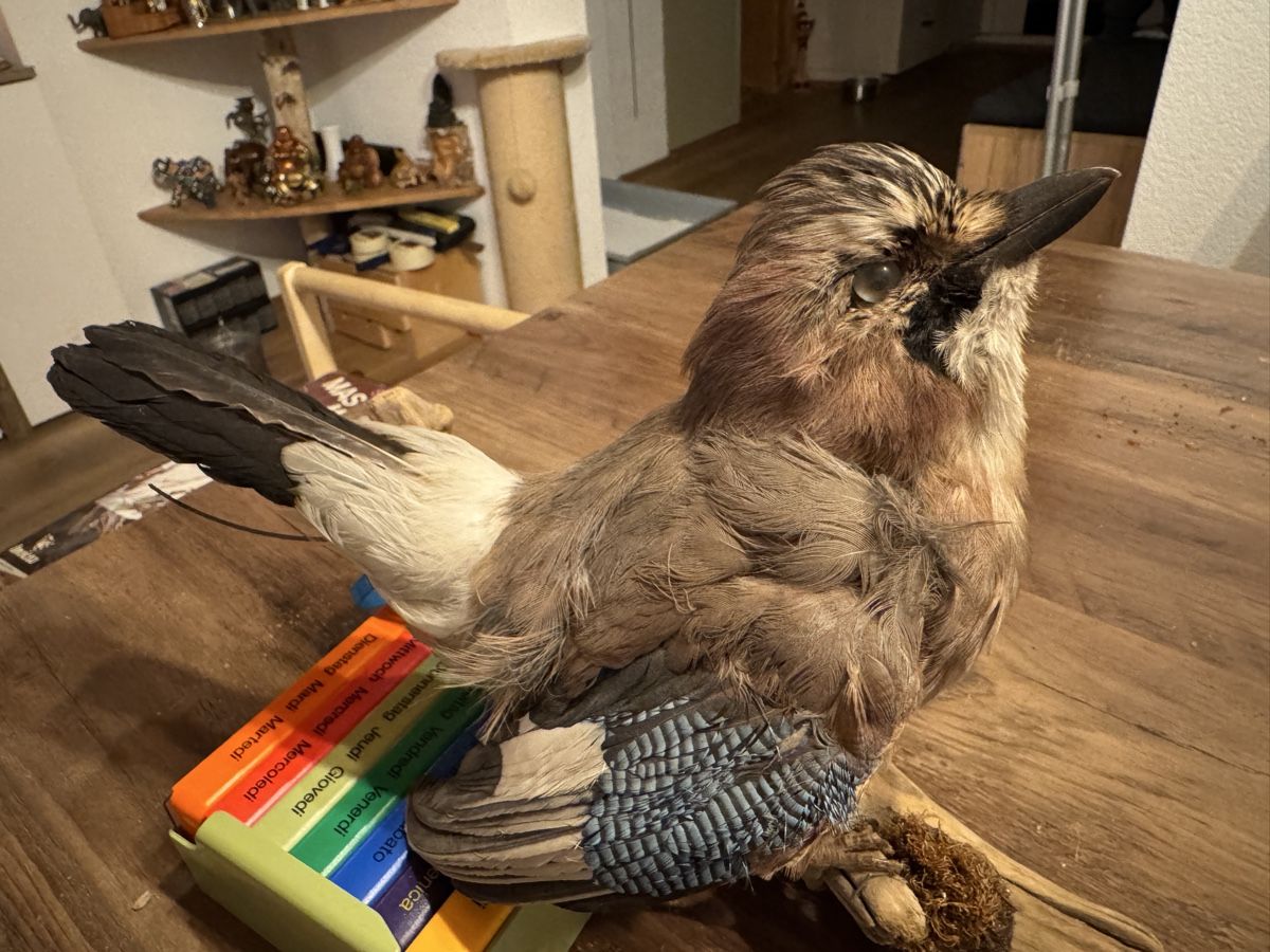 Il mondo degli animali: Eichelhäher Präparat – Nuovo (secondo la descrizione) da Grossaffoltern venduto da sherry73 5