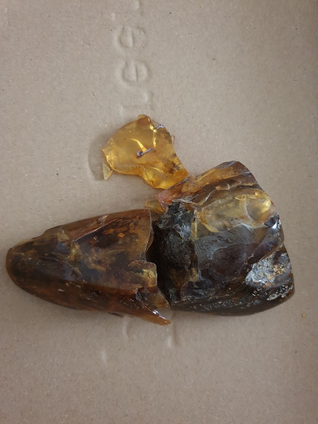 Fossili: Bernstein – Nuovo e nell'imballaggio originale da Wettingen venduto da fis_lg9z