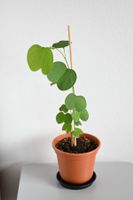 Orchideenbaum (Bauhinia variegata) seltene Rarität ca. 35cm