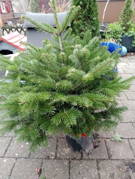 Tannenbaum im topf Kaufen auf Ricardo