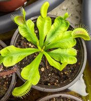 Plante carnivore Dionée Fleischfressende Dionaea Pflanze
