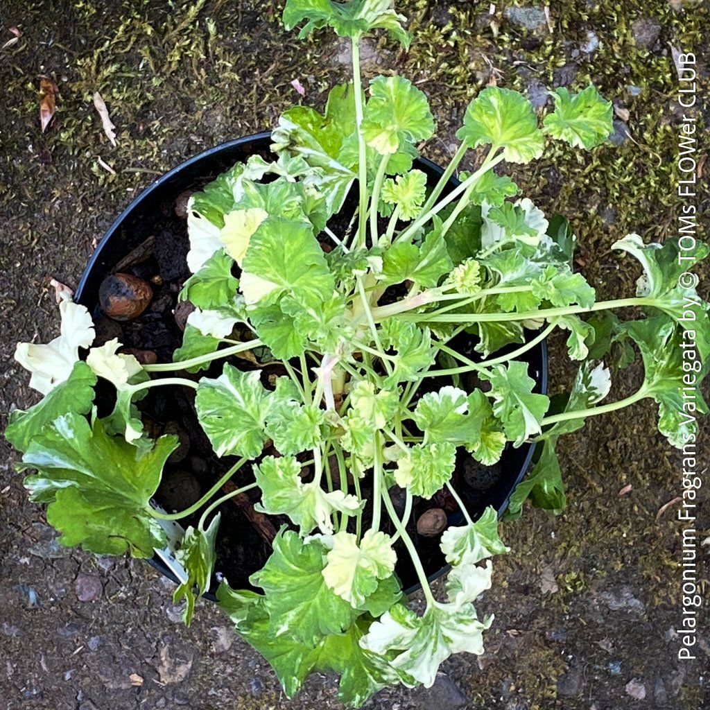 Piante & sementi: Pelargonium Fragrans Variegata - seltene Duftgeranie – Nuovo e nell'imballaggio originale da Adliswil venduto da asTOMas963