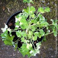 Pelargonium Fragrans Variegata - seltene Duftgeranie